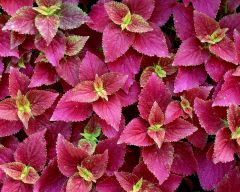 Tapeta Nature Flowers 507.jpg